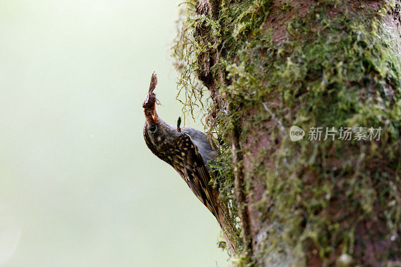 爬树鸟:成年的休谟爬树鸟(Certhia manpurensis)。